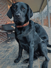 Load image into Gallery viewer, Dog Collar