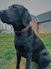 Load image into Gallery viewer, Dog Collar
