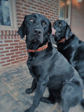 Load image into Gallery viewer, Dog Collar