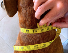 Load image into Gallery viewer, Dog Collar